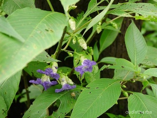 Strobilanthes callosus leaf4.jpg